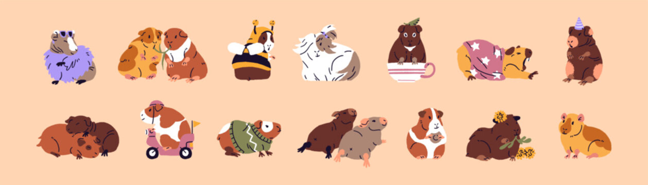 Set of baby guinea pigs. Couples of cute cavies eat, relax, hug and sleep together. Funny rodents stretch, yawn, have a rest. Little pets, adorable domestic animals. Flat isolated vector illustrations