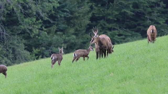 Jeunes cabris et femelles chamois dans un pr&eacute; au printemps. Vercors - Is&egrave;re