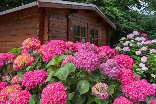 Hortensienstr&auml;ucher vor einer Gartenh&uuml;tte