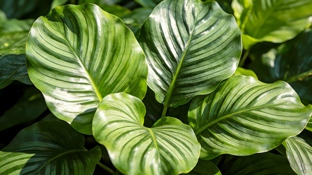 Natural plant leaves pattern background