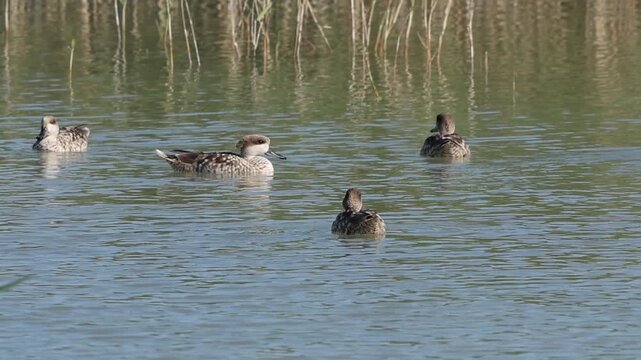 Cercetas pardillas especie en peligro cr&iacute;tico en El Hondo, Crevillent, Espa&ntilde;a