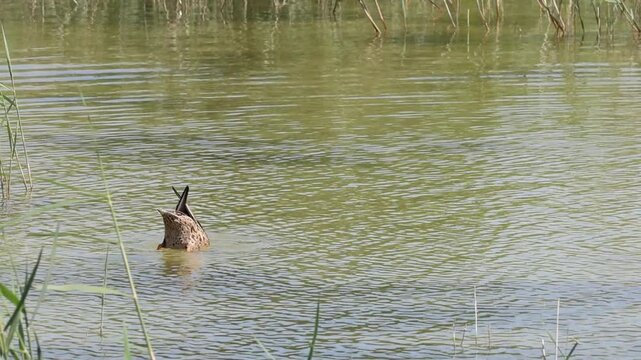Pareja de patos cuchara nadando y aliment&aacute;ndose en el Parque Natural El Hondo