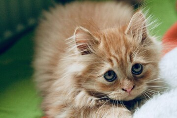 portrait of a cat © Julia