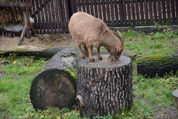Koza na drewnianym wybiegu coś je  © Marek