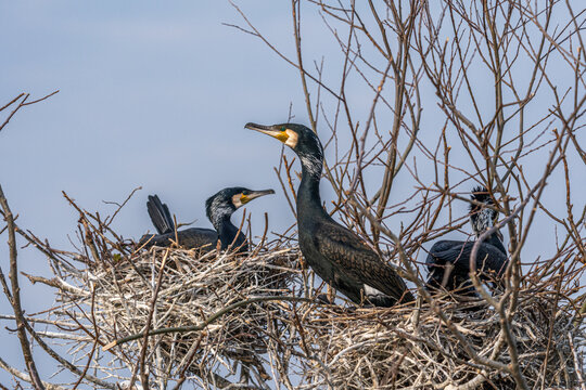 Nahaufnahme von Kormoran (Phalacrocorax carbo) im Nest