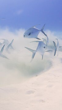 Southern stingray digging in the sand for food, followed by a school of permit and a boxfish