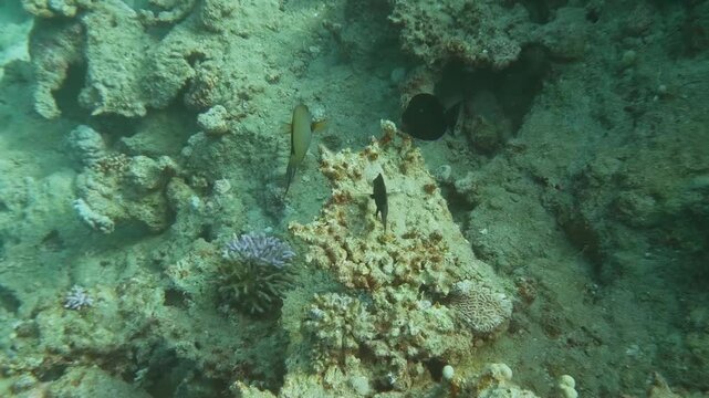 Footage of Ctenochaetus striatus, the Lined Bristletooth, moving among coral formations in a thriving reef ecosystem.