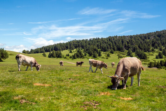 A herd of cows grazing in a meadow in the pre-Pyrenees mountains near Puigcerda, Girona province, Catalonia, Spain.