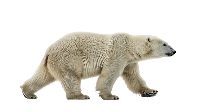 Polar bear walking on solid ground with transparent background, PNG