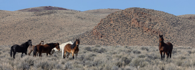 Wild Horses in Springtime Near Challis Idaho