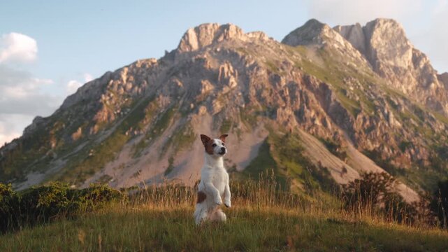 A Jack Russell Terrier looks skyward, standing tall against a dramatic backdrop of rocky peaks. Captured in 4K, the frame conveys awareness.