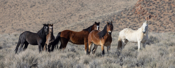 Wild Horses in Springtime Near Challis Idaho