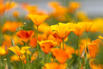 Obraz premium カリフォルニアポピーの花壇