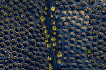 Obraz premium La Geria, Lanzarote, Canary Islands, Spain