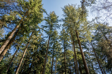 Fototapeta premium Landscape shot looking up into forest lush green trees and foliage with clear blue skies during spring day in sunlight