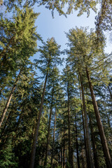Fototapeta premium Portrait shot looking up into forest lush green trees and foliage with clear blue skies during spring day in sunlight