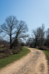 Fototapeta premium Portrait shot looking down winding golden warm stone path with forest and wetland view with clear blue skies at spring sunset