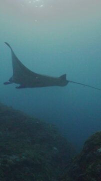 Majestic devil ray gliding through clear blue water over a coral reef in a tropical sea