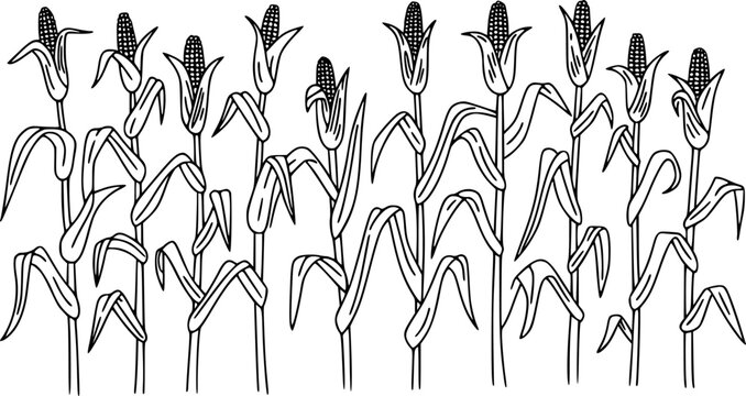 Black and white line of a cornfield with ripe cobs and green leaves maize crop