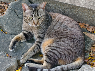 Obraz premium cat on the window
