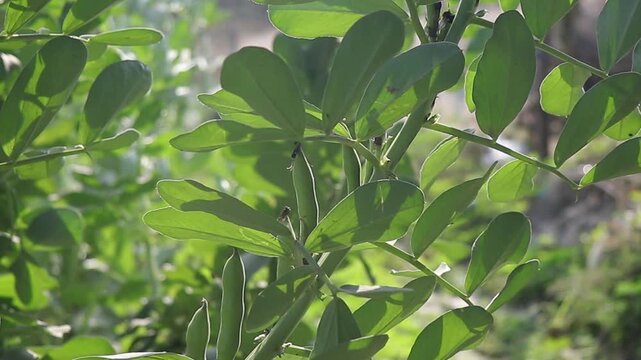 Stock video of the Green Broad Bean Plant With Fresh Pods and Leaves 