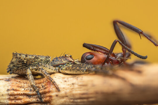 Spider on a stick eating an ant [Tmarus piger]