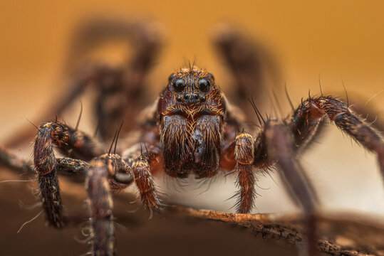 Spider sitting on a leaf [Pardosa prativaga]