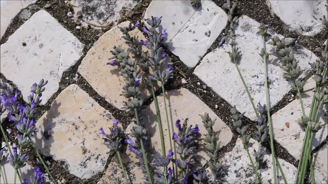Fresh lavender sprigs resting on a textured stone pathway in natural light
