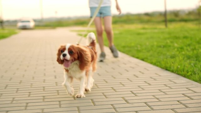 Cute spaniel walks on leash, looking into camera next to its owner's feet along path at sunset. Girl strolls with pet in summer. Pet care, dog walking, dog care. Owner runs with pet outside
