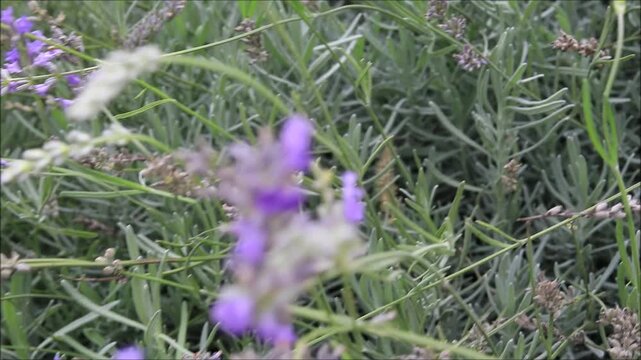 Fresh lavender sprigs resting on a textured stone pathway in natural light