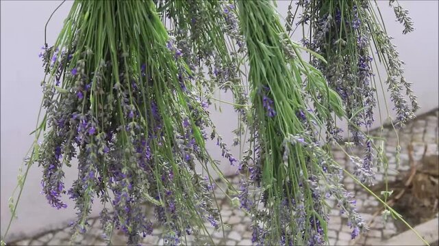 Bunches of fresh lavender drying in the sun, a fragrant harvest for aromatherapy