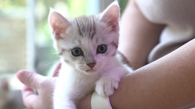 Female owner hand hold cute newborn tabby kitten with love and care inside house.
