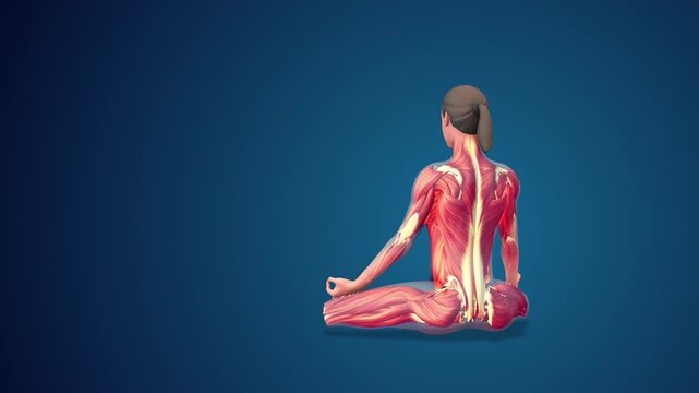 3D human Siddhasana with hand mudra yoga Pose on blue background, loopable 
