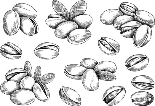 Hand drawn pistachio nuts vector illustration set, engraved style healthy snack elements for food design