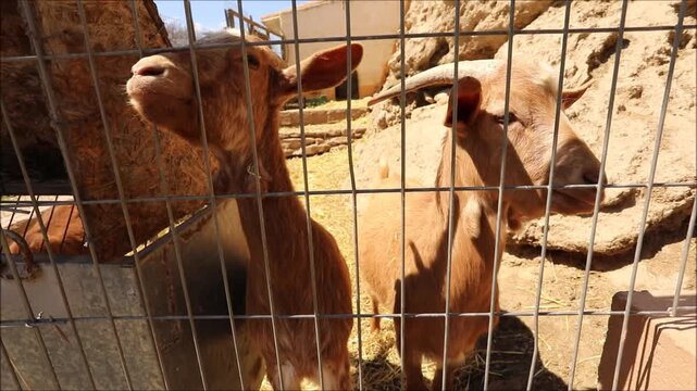 Two curious young goats behind a wire fence on a sunny farm