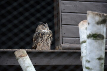 Sowa puszczyk siedząca  © Marek