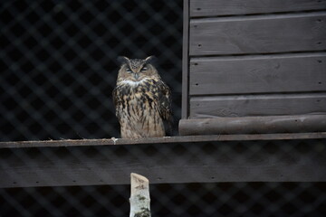 Sowa puszczyk siedząca  © Marek