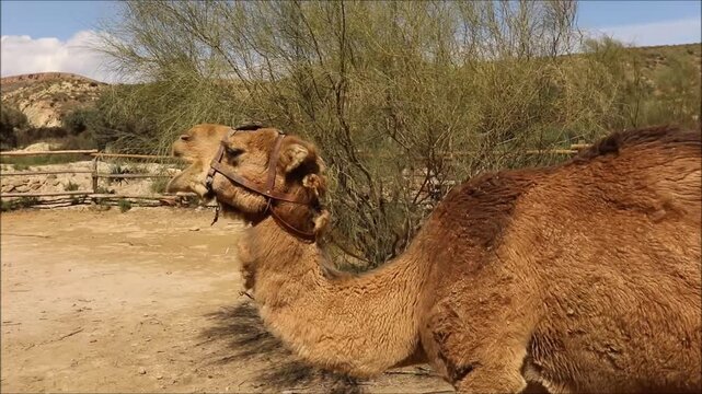 A dromedary camel stands in a dusty enclosure with a rustic shelter in the background