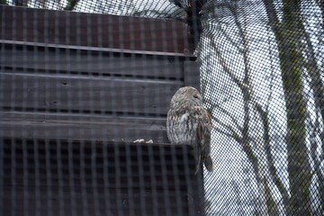 Sowa puszczyk siedząca  © Marek