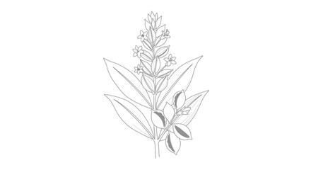 Fototapeta premium Detailed illustration of lavender plant.