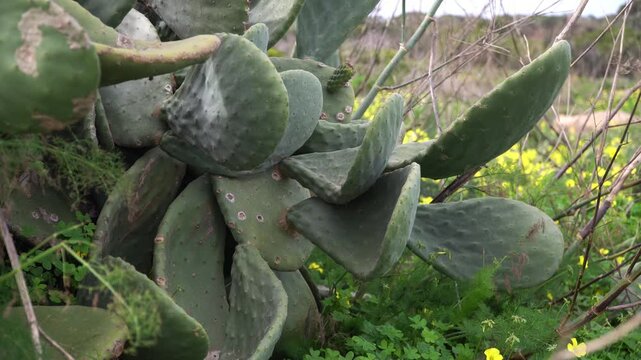 Opuntia prickly pear cactus spines and pad texture in nature, close-up view.