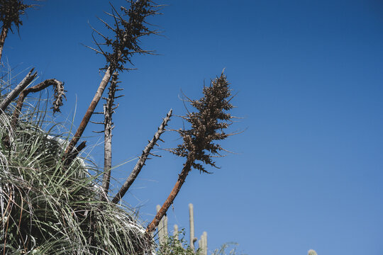 Tallos y flores secas de planta silvestre contra cielo azul intenso con cactus al fondo
