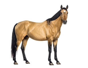 Fototapeta premium Buckskin horse standing alert with dark mane and legs in full view