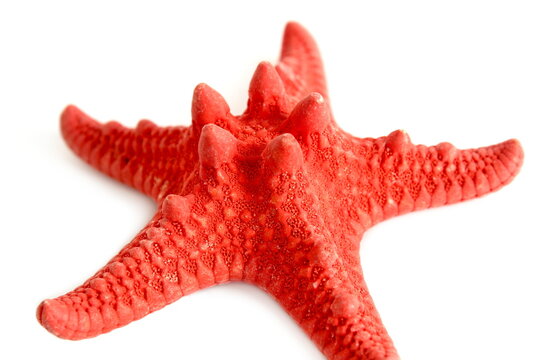 There is a red starfish lying on a white isolated background.