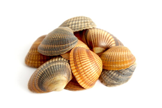 A pile of shells lies on a white background.