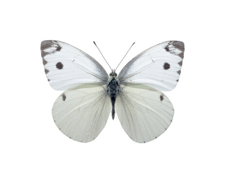 White butterfly with delicate wings resting against a clean white background