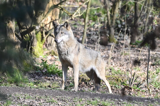 Wolf