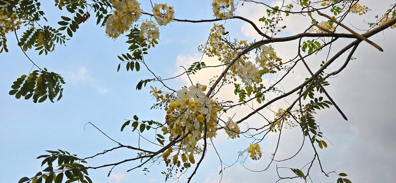 Cassia x nealiae produces yellow flowers that turn white with age. A deciduous hybrid tree ( between Cassia fistula and Cassia siamea). Flowers are borne in drooping clusters, petals are pure white
