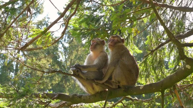 Barbary macaque ape, rhesus monkey, wildlife of North Africa, habitat jungle, couple rainforest