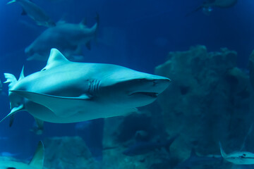 Fototapeta premium Shark swims in a large aquarium at an oceanarium. Impressionable underwater photography showing the sleek predator moving through blue water with other fish and coral formations.